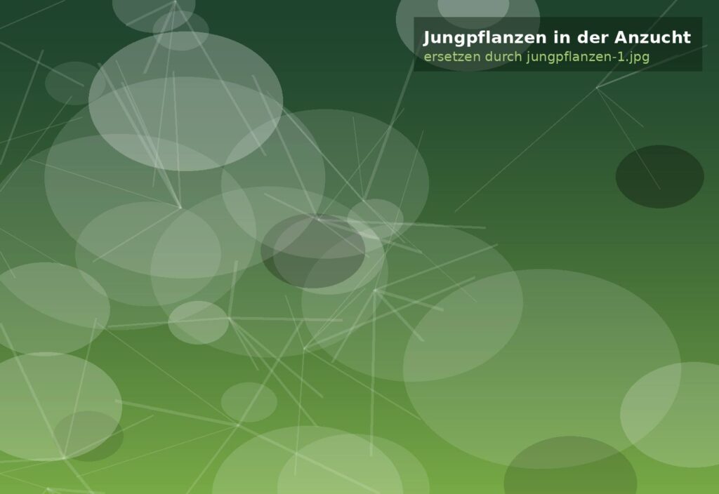 Jungpflanzen in der Anzucht