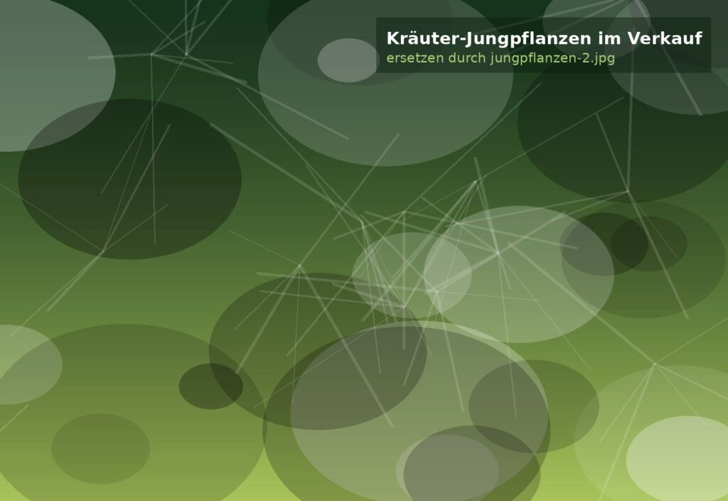 Kräuter-Jungpflanzen