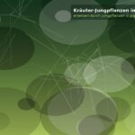 Kräuter-Jungpflanzen